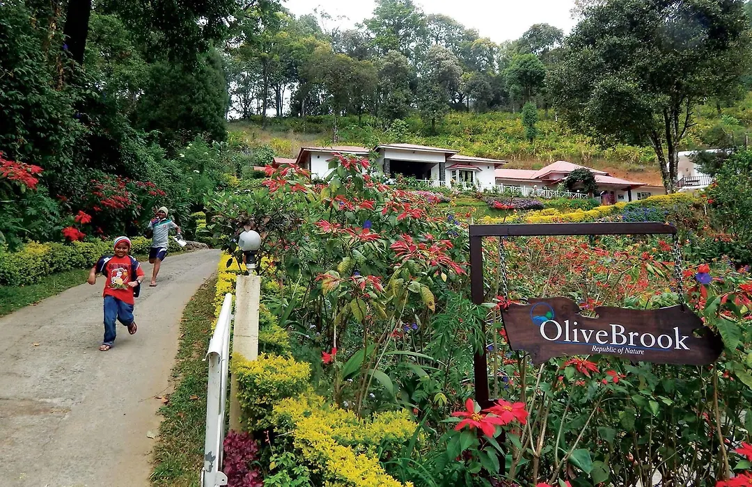 Olive Brook-1