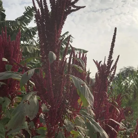 Tekri Farms And Retreat-3