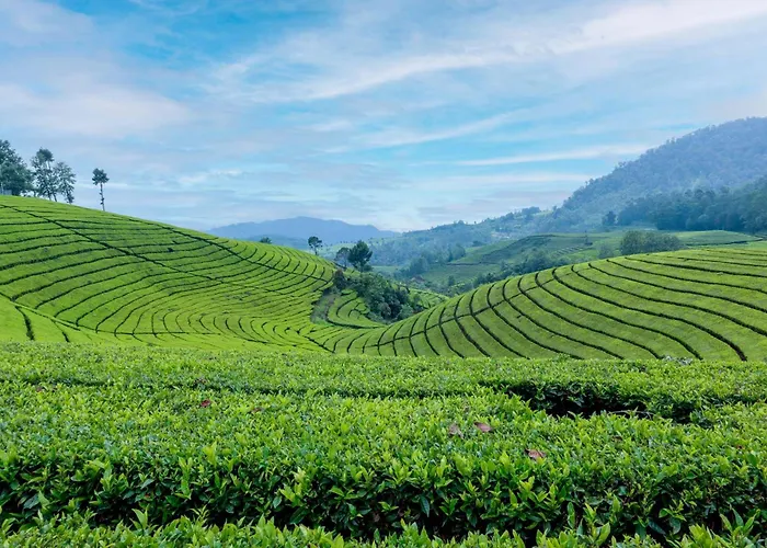 Stayvista's Tree Tops & Tea Trails: Mountain-View Villa in Tea Plantation Darjeeling 