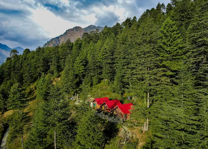 Himalayan Cedar Nest