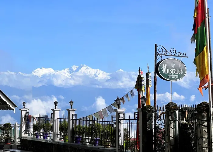 Muscatel Nirvana - At The Mall Road Darjeeling 