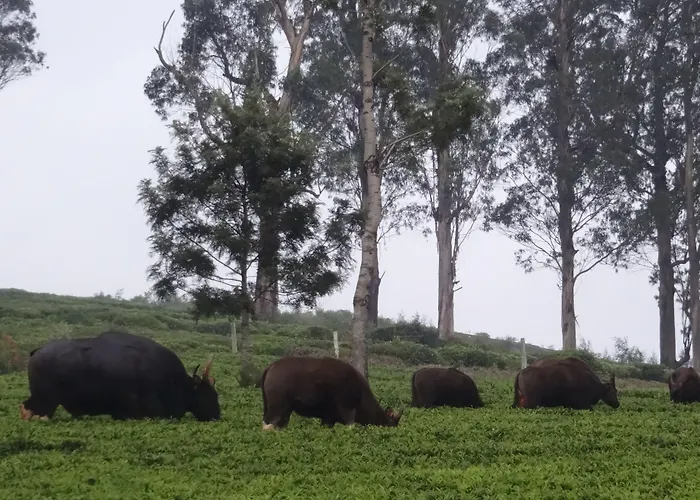Green Nest Resort Ooty