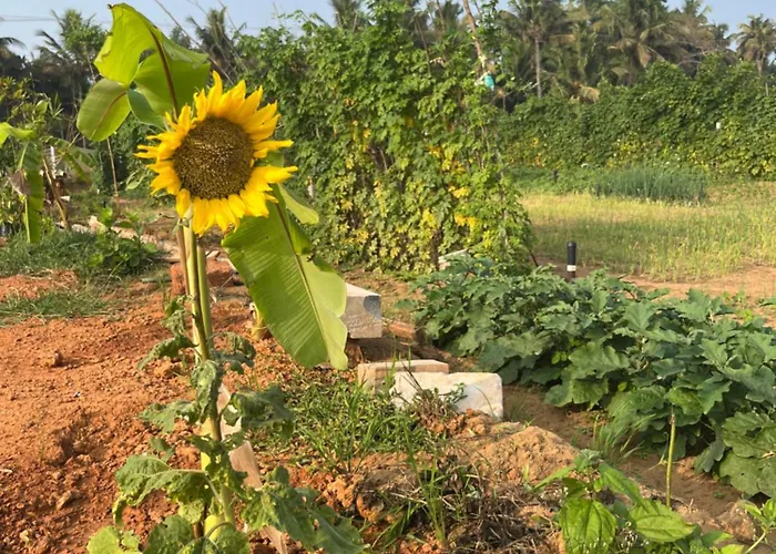 Majili Farm Stay
