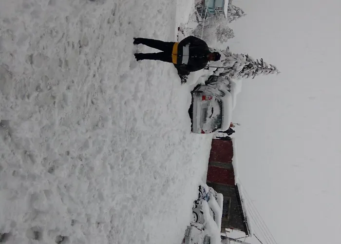 The Chalets Naldehra Shimla