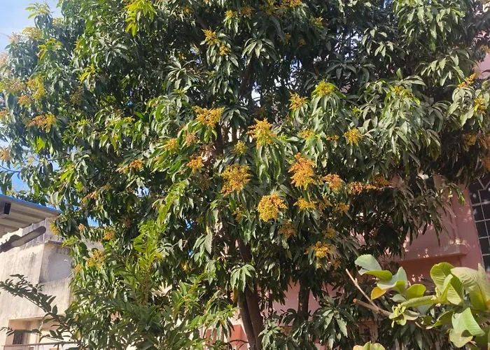 Green Villa - Luxury Rooms At Peaceful Location -200 Mtrs Away From Bus Stand -500 Mtrs From Udaipur Railway Station - Family Suites W Kitchen Also Available